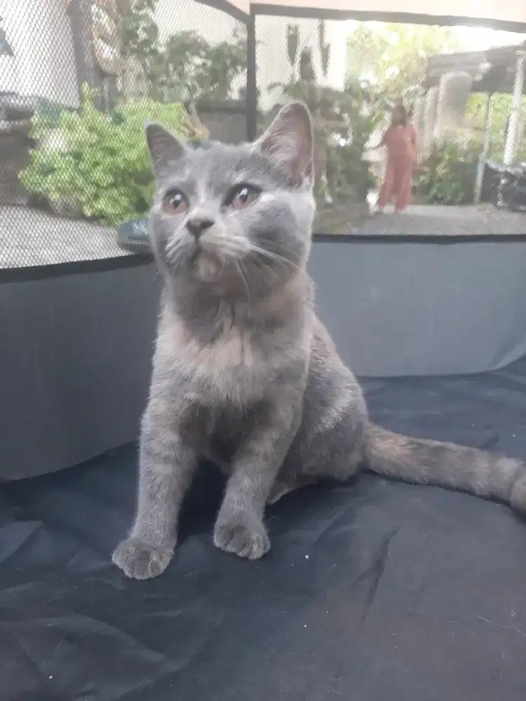 British Shorthair Kitten