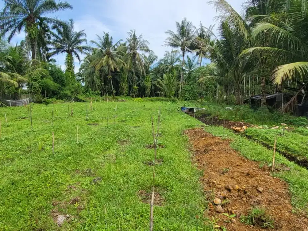 Dijual Tanah Kebun 2 ha di pinggir jalan Pasar X Desa Perpanden