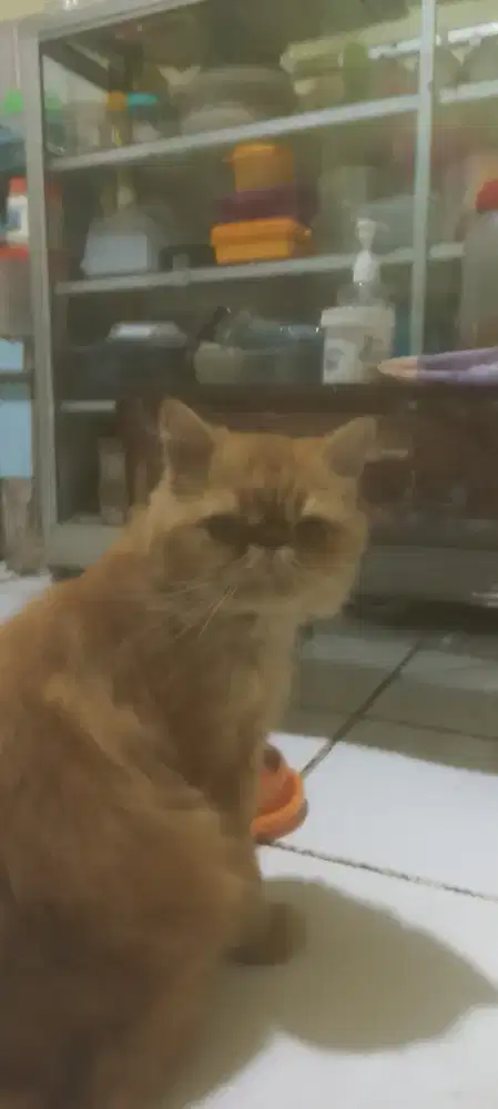 Kucing Persia Flatnose