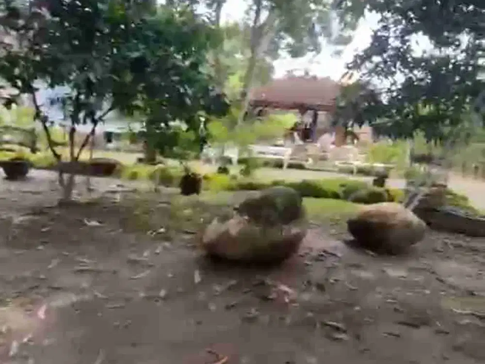 tanah bisa di ambil 5 are batursari sanur bali