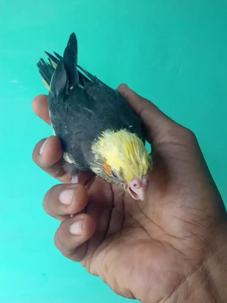 Kolohan burung falk jinak