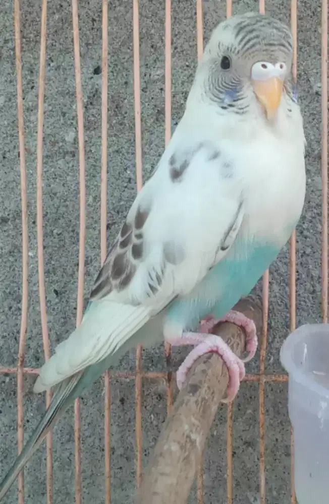 Seekor burung parkit cantik