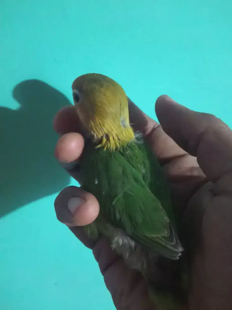 Lolohan burung lovebird