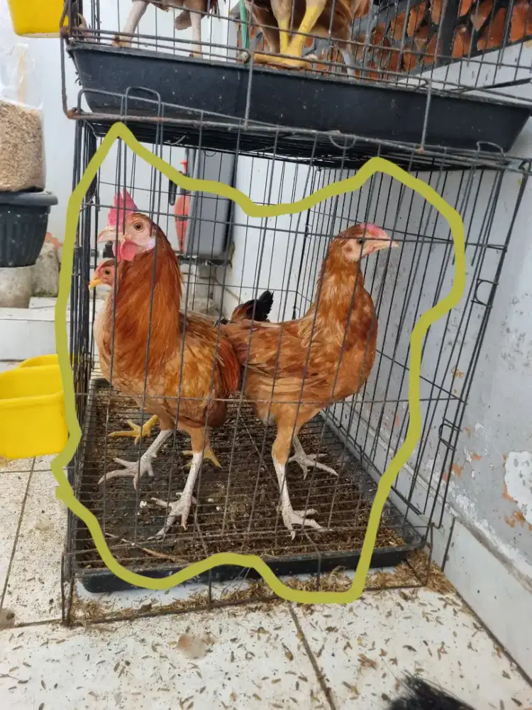Ayam Elba Petelur Sepasang Jantan & Betina