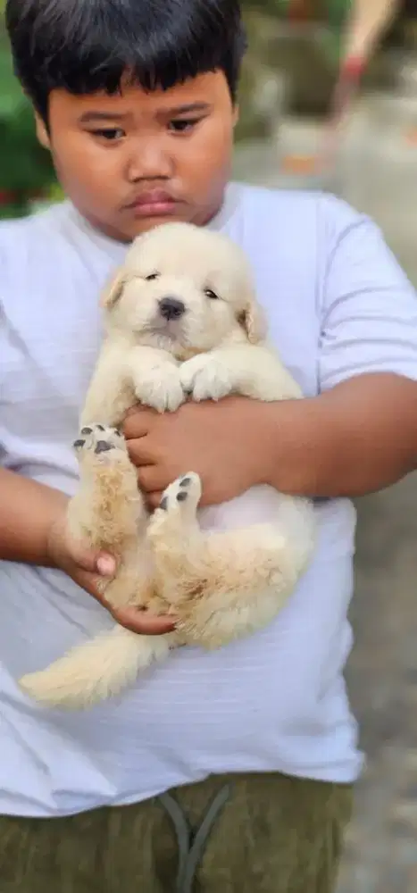 PURE GOLDEN STANBUM