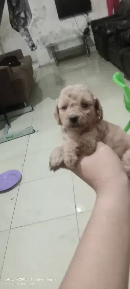 Mix poodle mirip aslinya