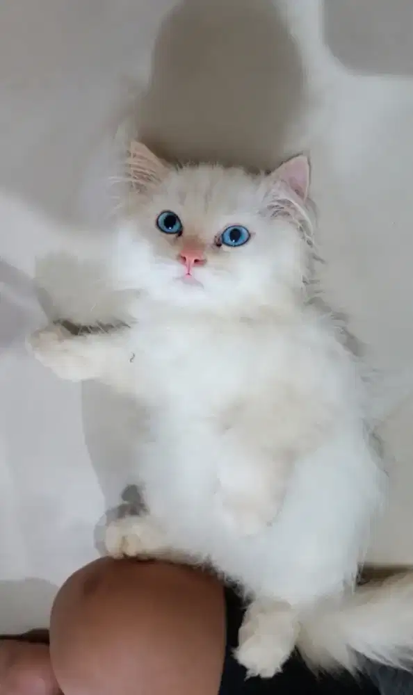 Kitten Jantan 3,5bln
