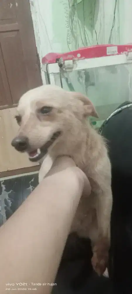 Anjingnya pendek Sedikit bulu di badan
