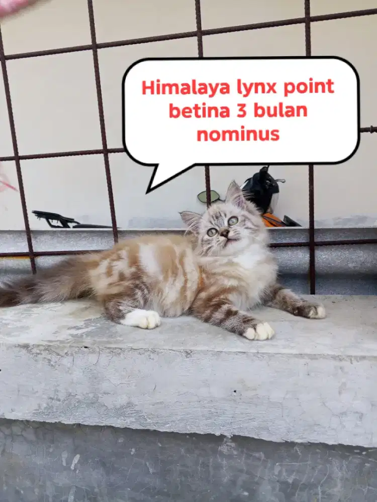 Kucing Persia himalaya
