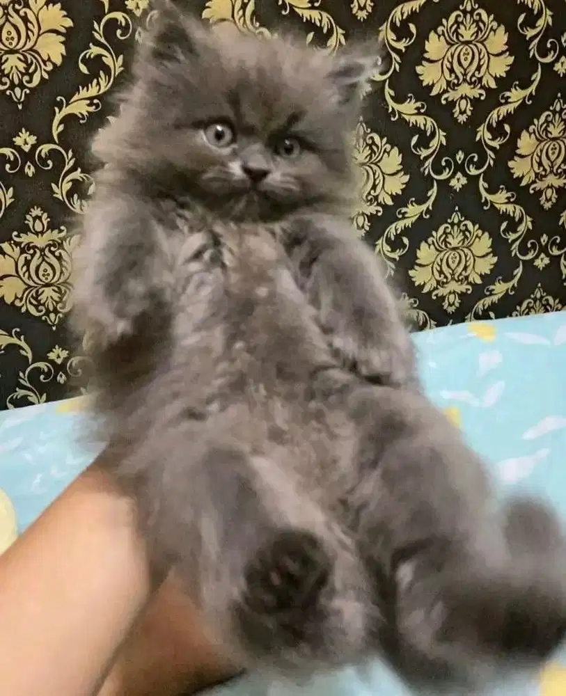 kucing ras persia kitten abu flatnose