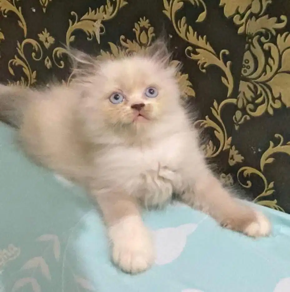 Himalaya mata biru kucing ras
