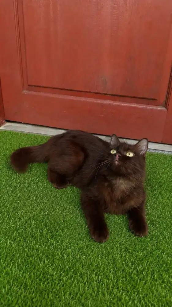 Kucing Persia betina murah