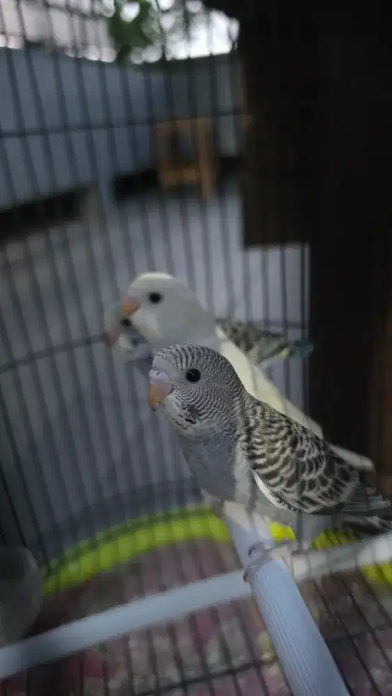 Burung parkit mutasian indukan yellow face