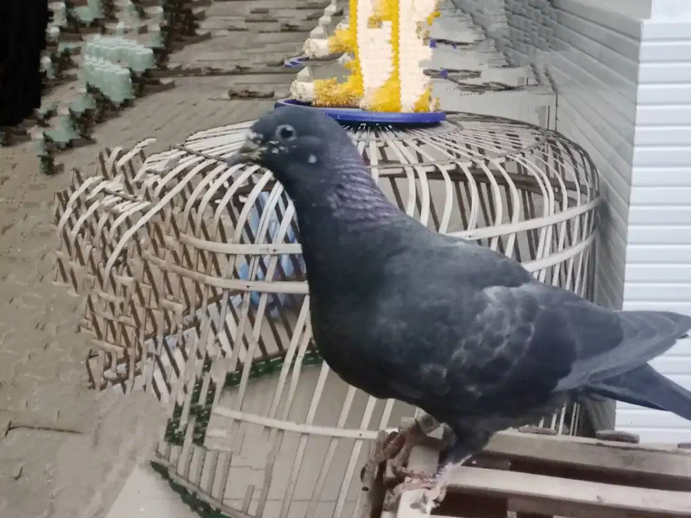 Anakan merpati sungut