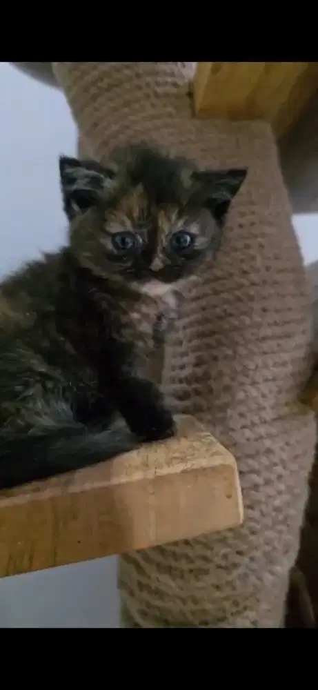 BSH calico tortie kitten female