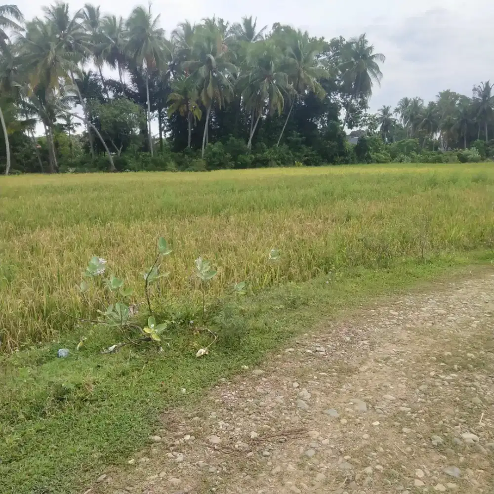 Tanah 300 meter Area Lampenerut