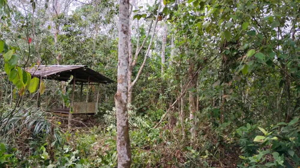 Di jual Tanah seluas 42 Tumbuk/ 4200 m2
