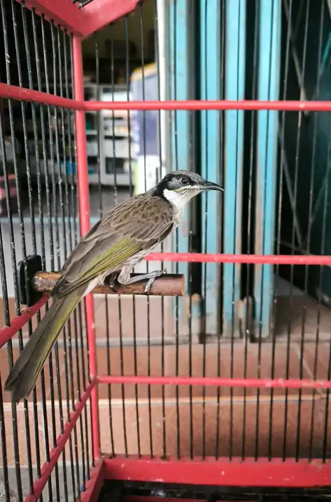 cucak pantai papua rawatan lami ropel rasa cak rowo