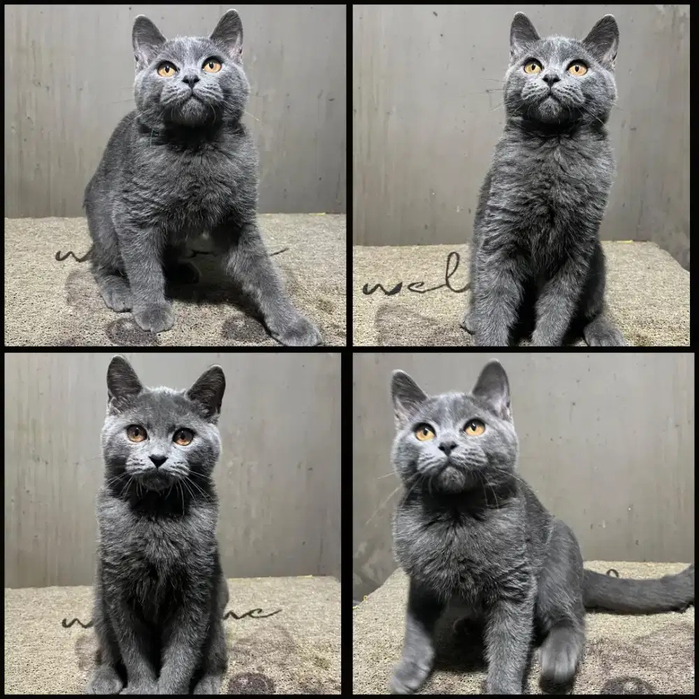 Kucing bsh jantan