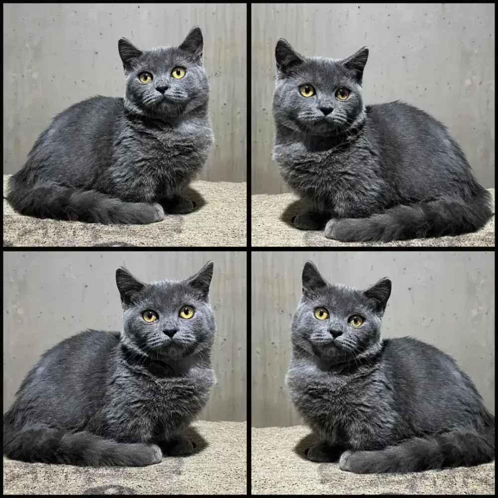 Munchkin bsh jantan murah