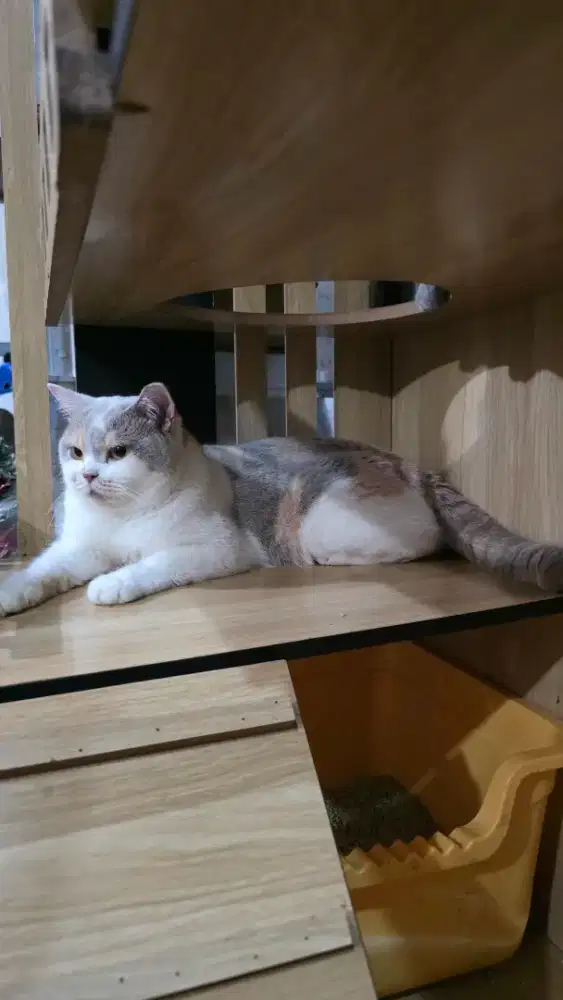 British Shorthair Ped