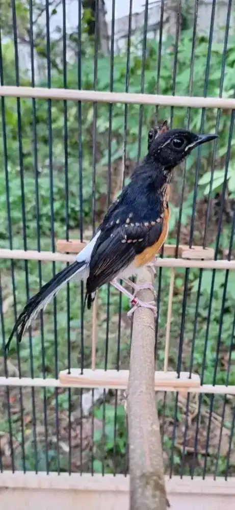 anakan murai batu jantan prospek