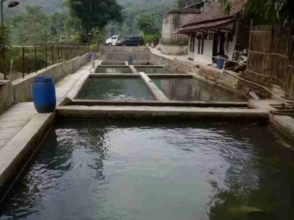 Kolam ikan komersil murah