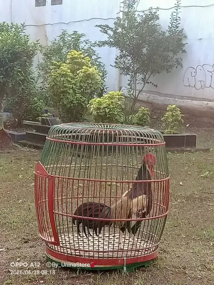 Ayam bekisar full ganteng suara merdu