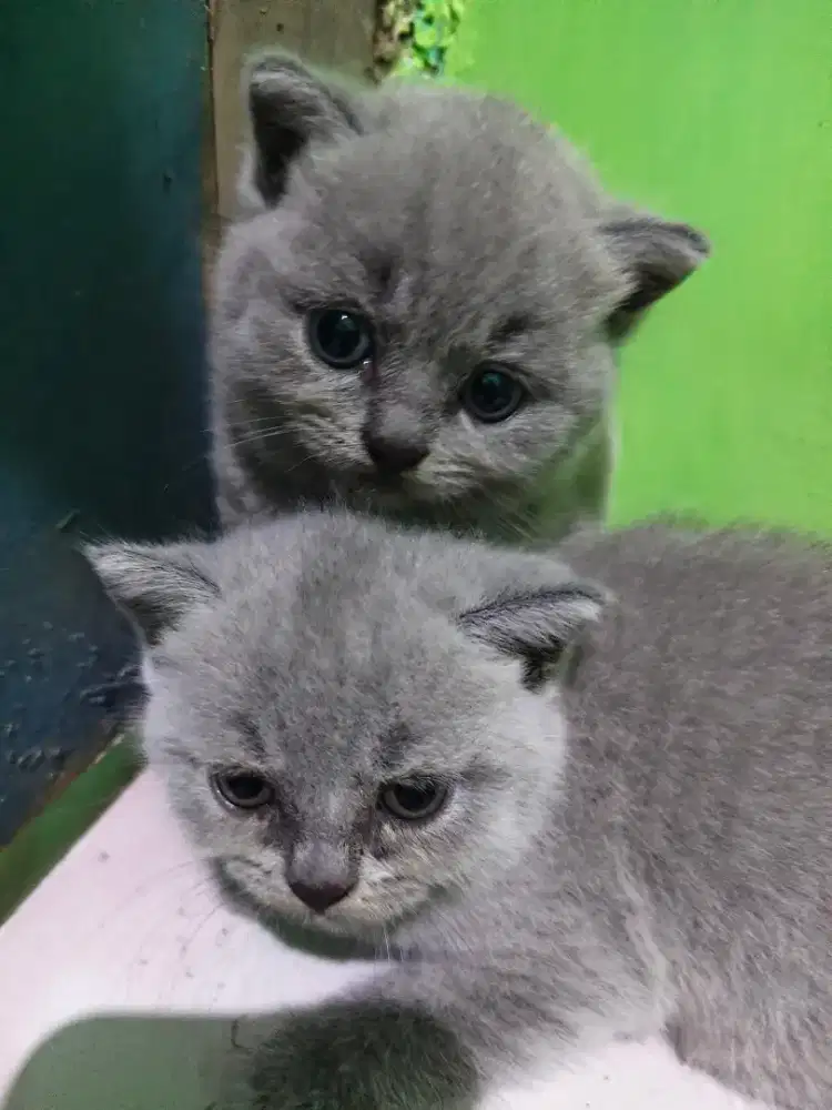 Kucing bsh British Shorthair