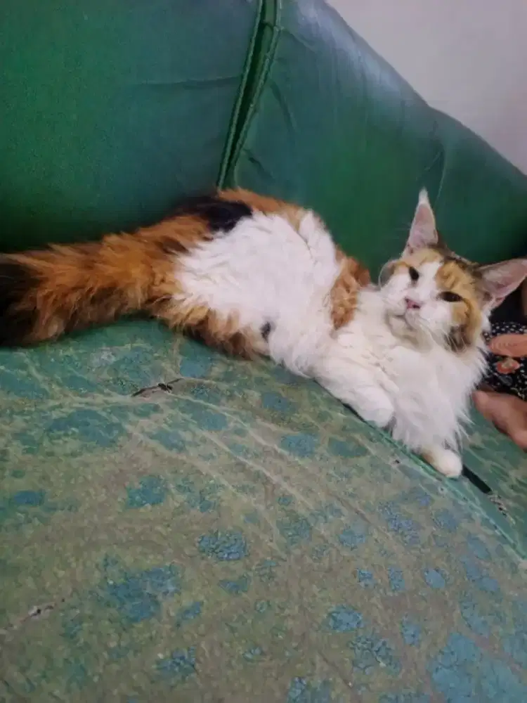 Kucing maincoon pure betina