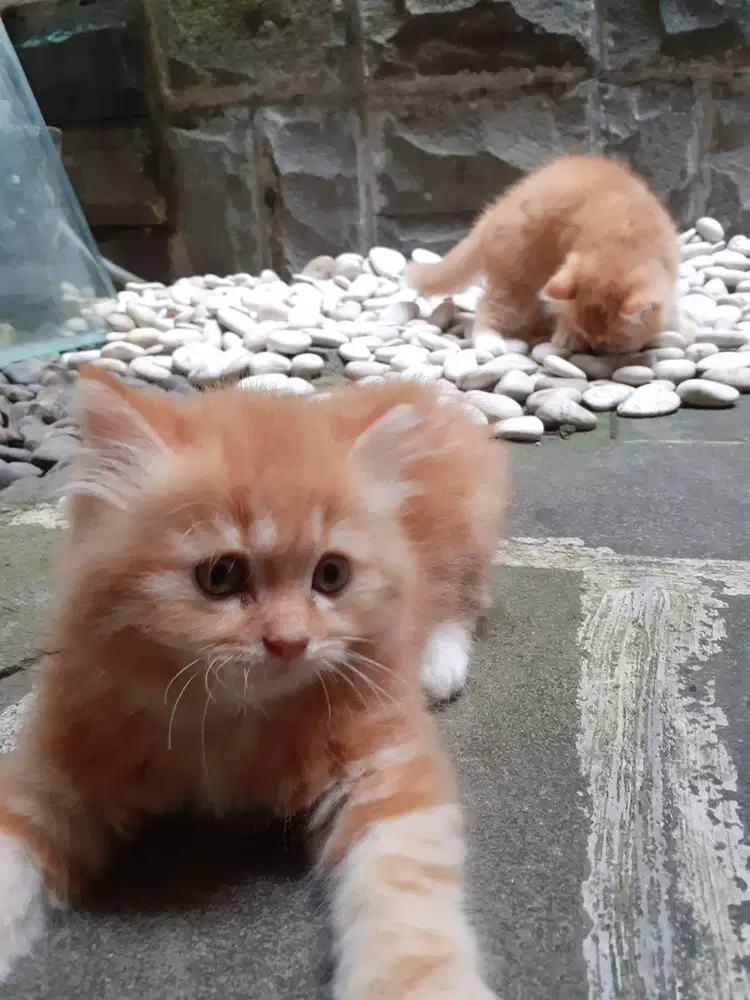 Anakan Kucing Kitten Persia Oyen Jantan