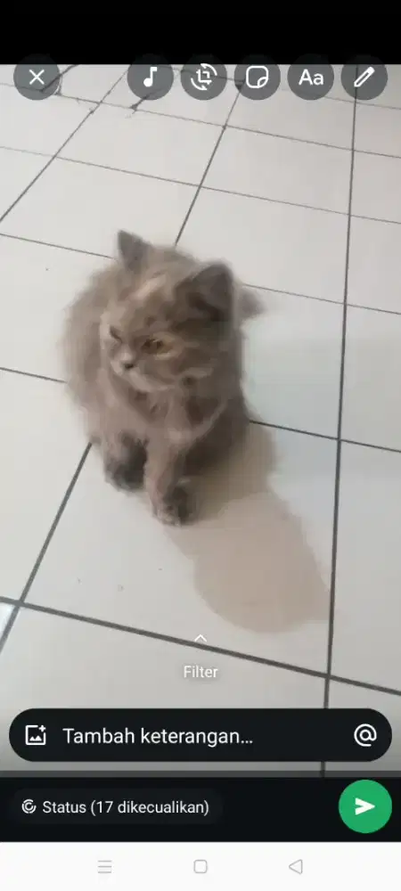 Lepas adopsi kucing Persia