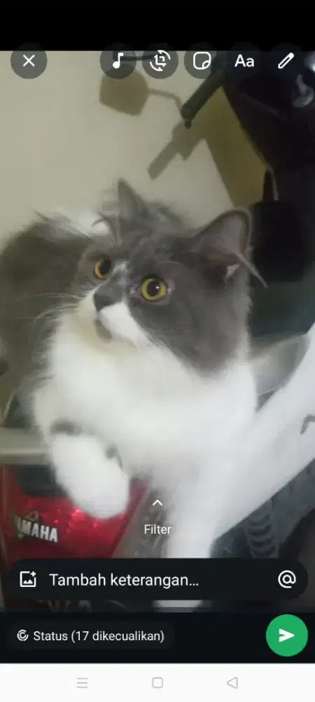 Kucing Persia jantan sudah steril