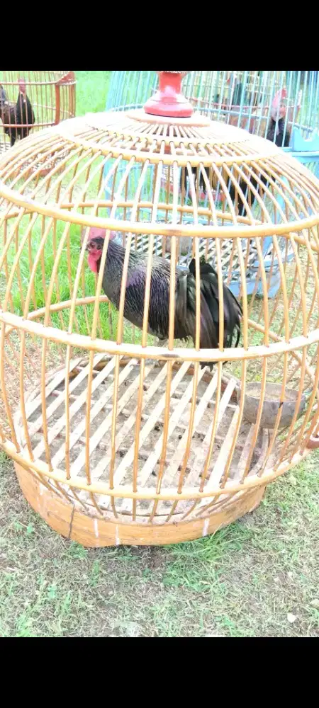 Ayam bekisar Bali koleksi