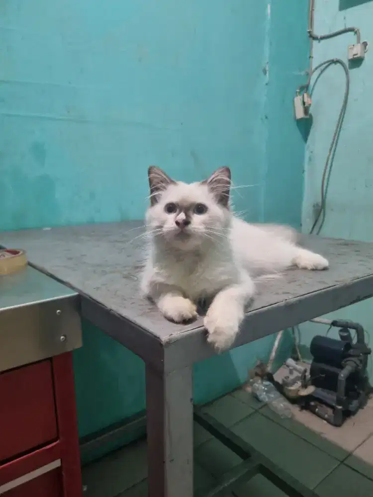 kucing ragdoll umur 3 bulan jantan nonped , aktif,sehat lincah.