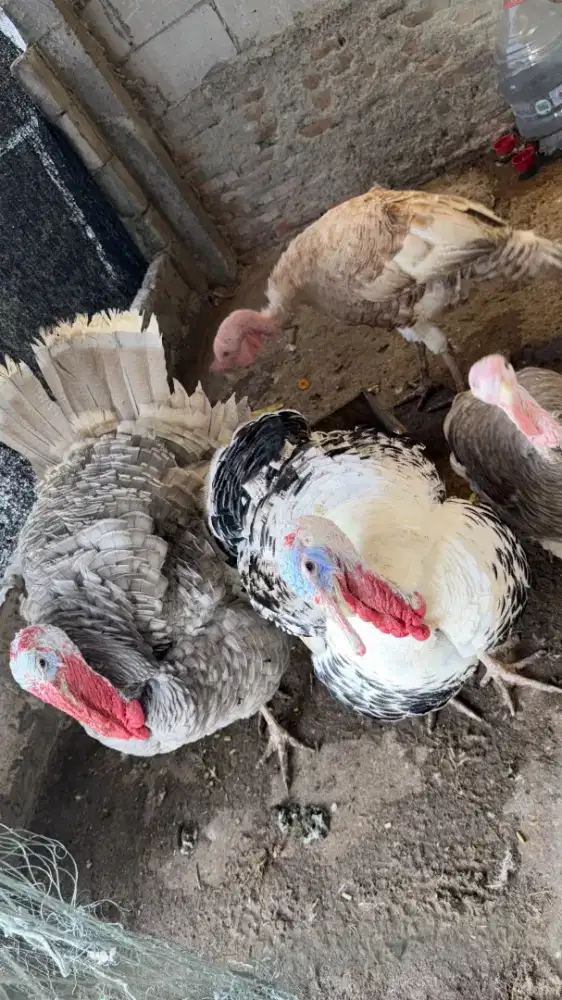 ayam kalkun jumbo