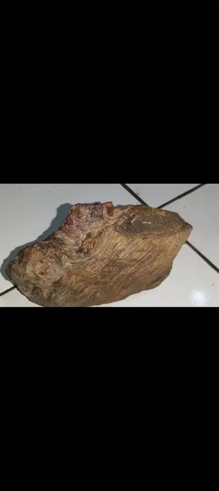 Fosil kayu cendana kupang original