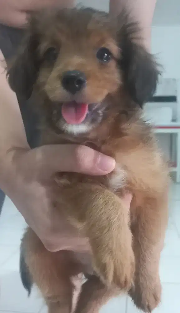 Anak poodle mox superminipom