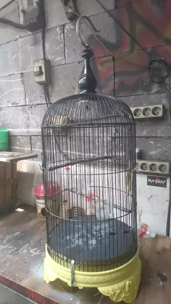 Kandang LB lecet pemakaian