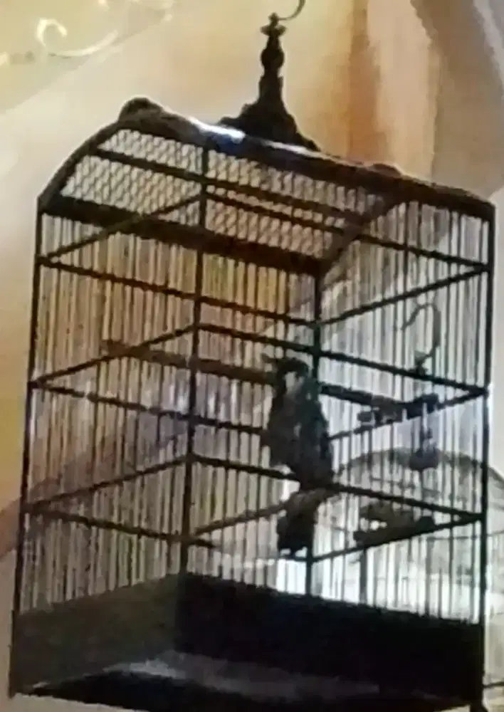 burung poho Poksay Hongkong gacor