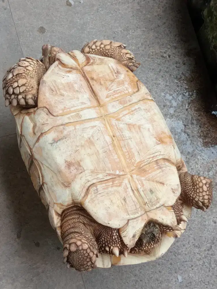 Di jual kura kura jrnis sulcata