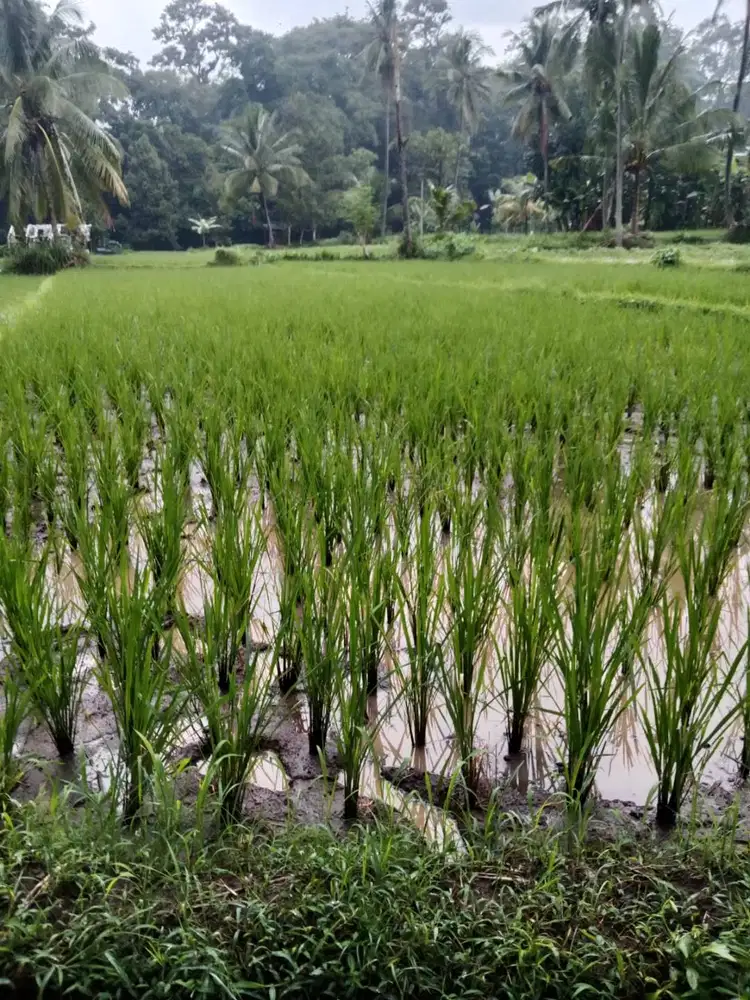 Dijual Tanah Sawah Produktif