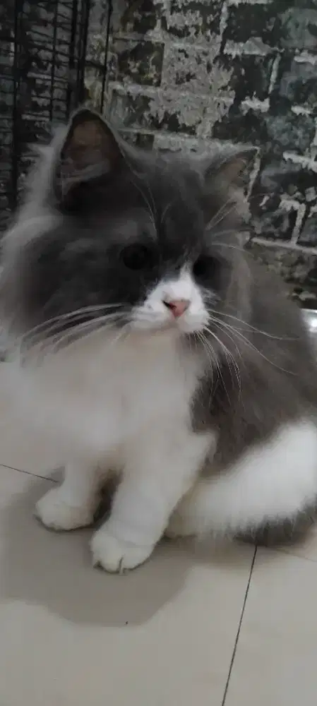 Kucing Persia Himalaya hitam