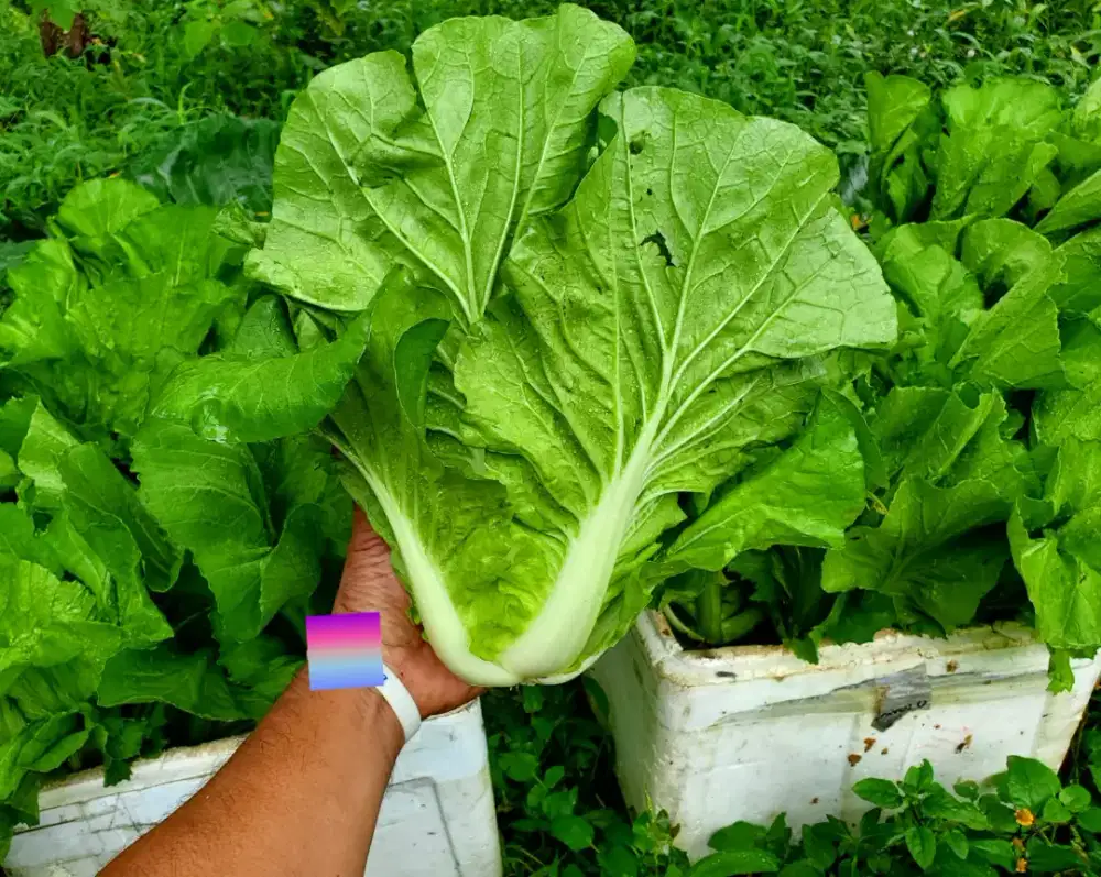 Sayur sawi kualitas import