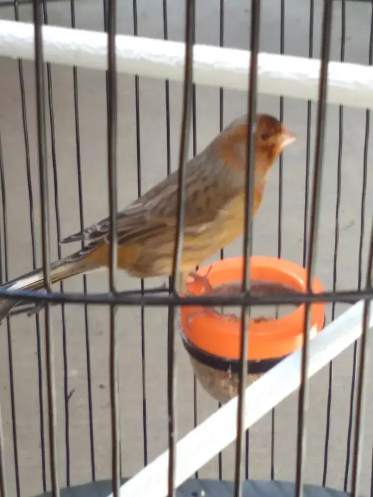 Burung kenari AF gacor Bjm