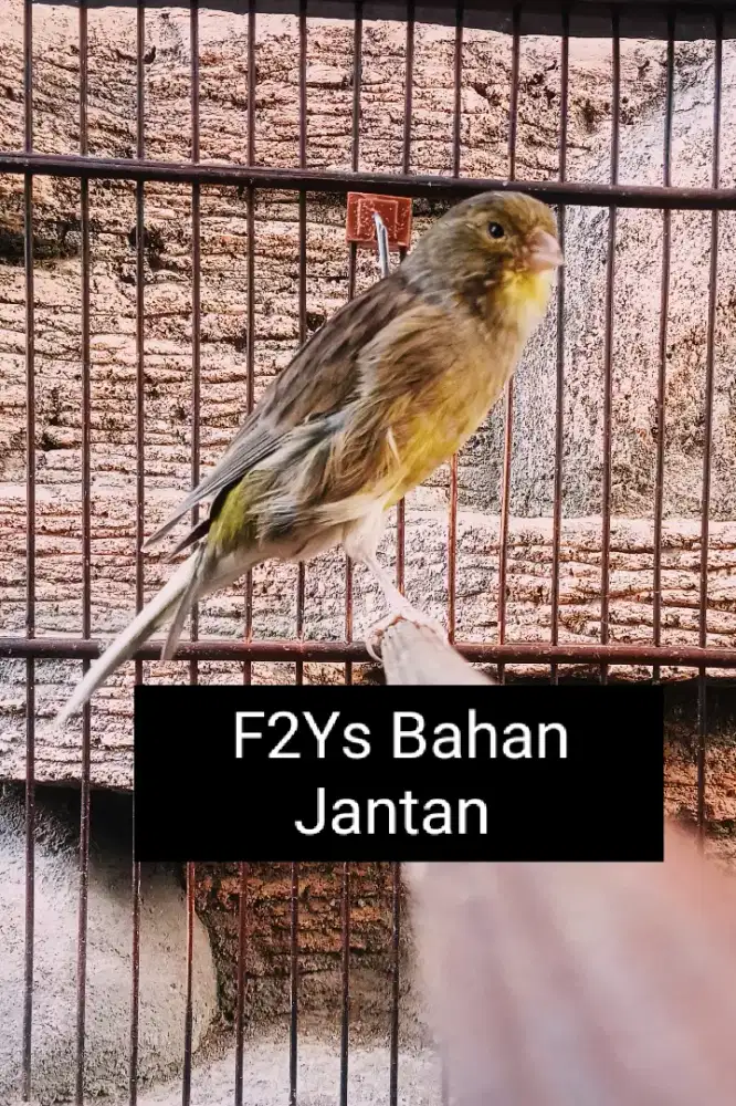 Kenari F2Ys Bahan Jantan