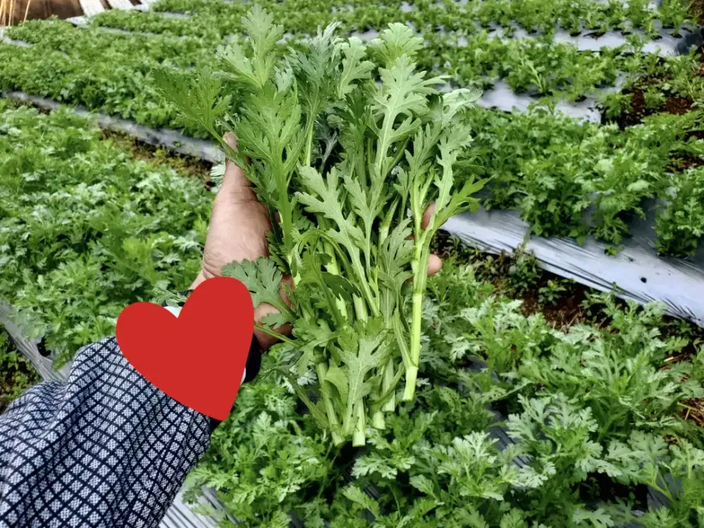 Sayur Tang oh segar kualitas import