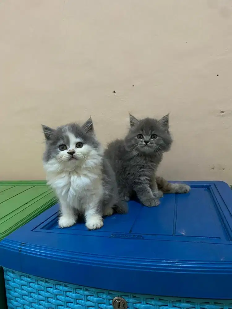 Kucing BSH mix kitten