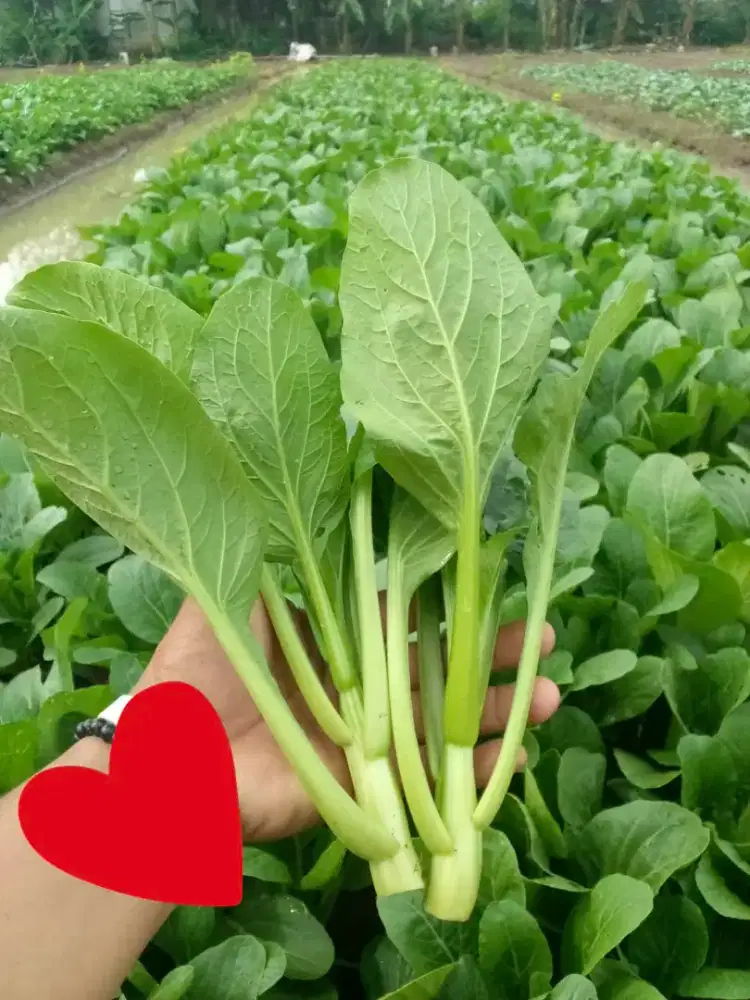 Sayur HK Caisim kualitas import