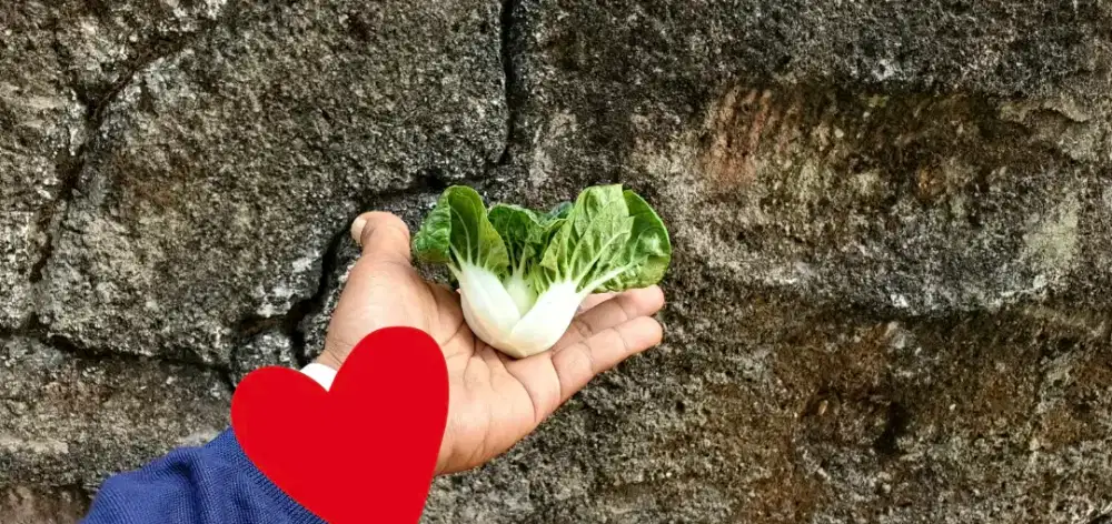 Sayur Topai segar kualitas import